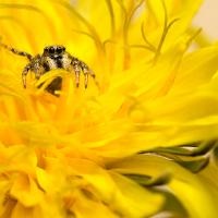 Zebra Spider on Dandelion OLYMPUS DIGITAL CAMERA